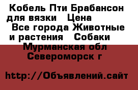 Кобель Пти Брабансон для вязки › Цена ­ 30 000 - Все города Животные и растения » Собаки   . Мурманская обл.,Североморск г.